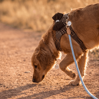 Dog Harness & Leash
