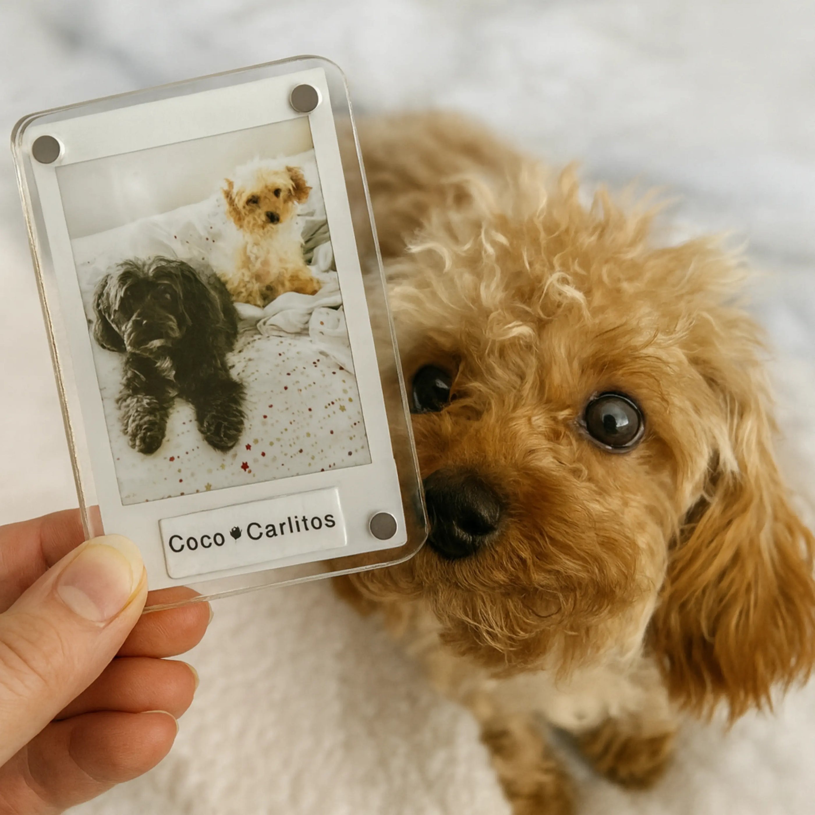 Personalized Dog Magnet