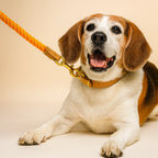 Happy dog with a leash on a beige background