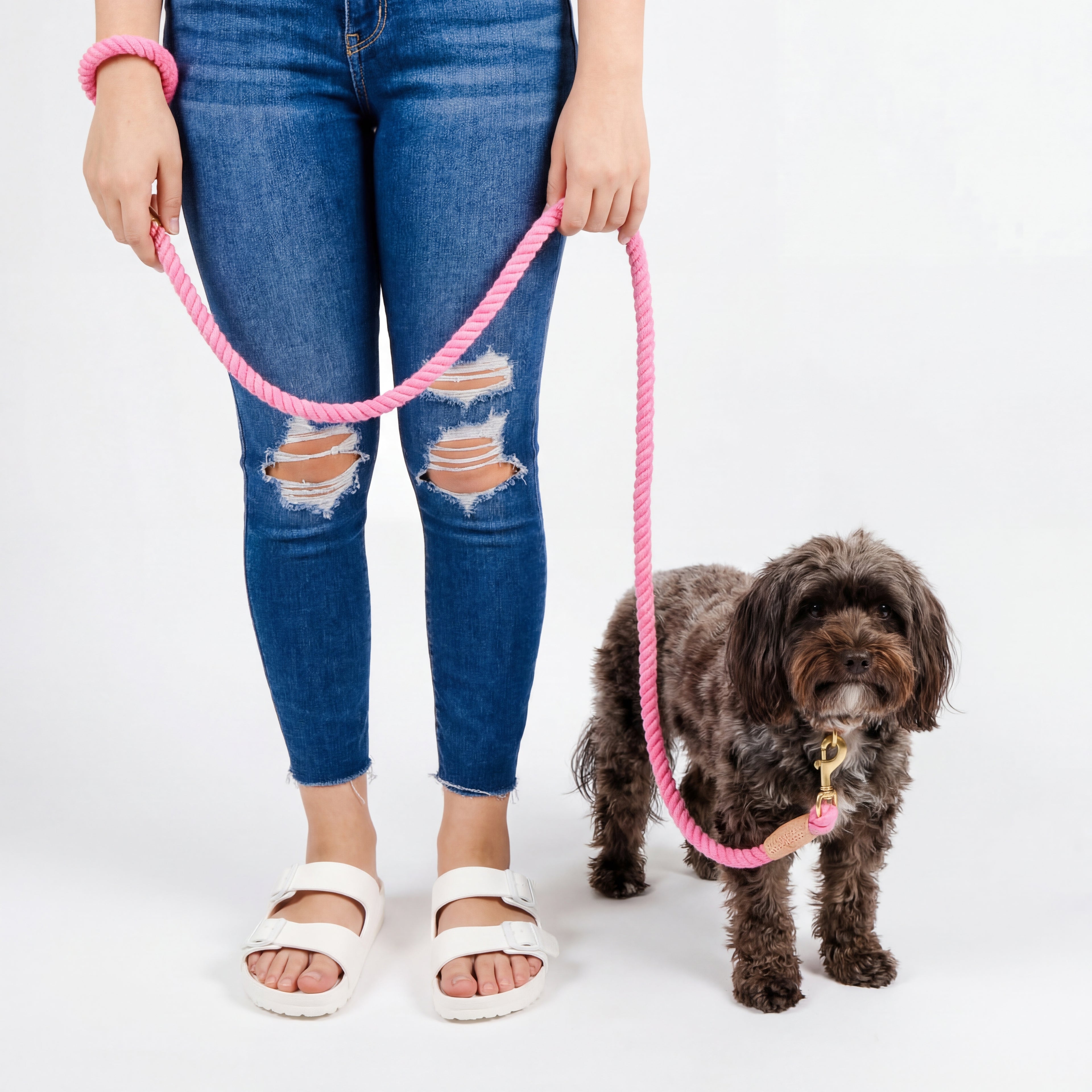 Person holding a pink dog leash with a small dog on a white background
