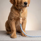 Puppy with a blue leash and gold clip on a neutral background